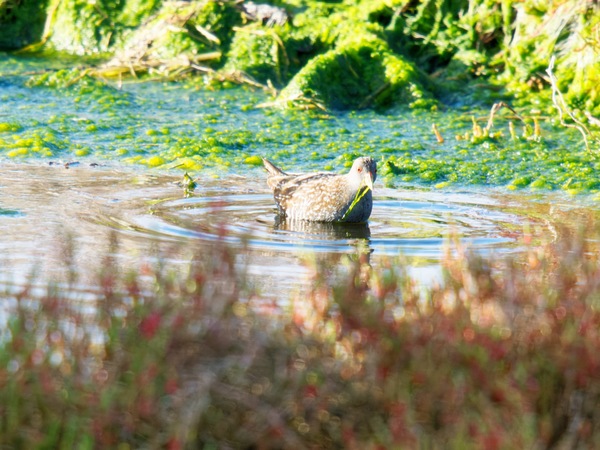 https://lemis.nyc3.digitaloceanspaces.com/grog/Photos/20260729/small/Birding-60.jpeg