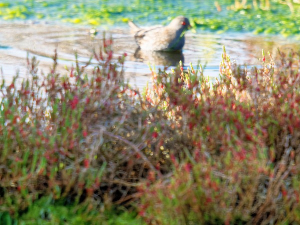 https://lemis.nyc3.digitaloceanspaces.com/grog/Photos/20260729/small/Birding-61.jpeg