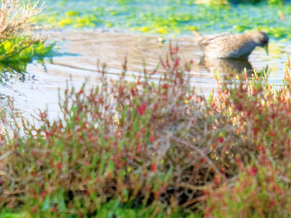 https://lemis.nyc3.digitaloceanspaces.com/grog/Photos/20260729/small/Birding-62.jpeg
