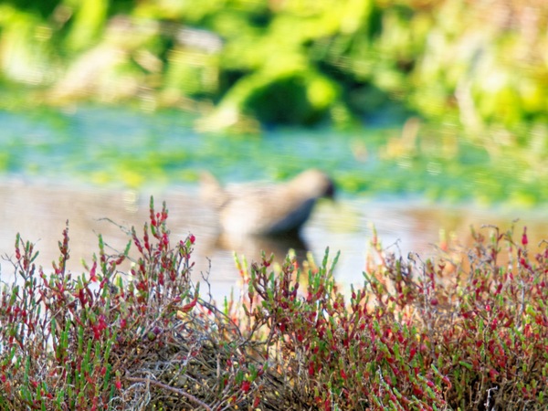 https://lemis.nyc3.digitaloceanspaces.com/grog/Photos/20260729/small/Birding-63.jpeg