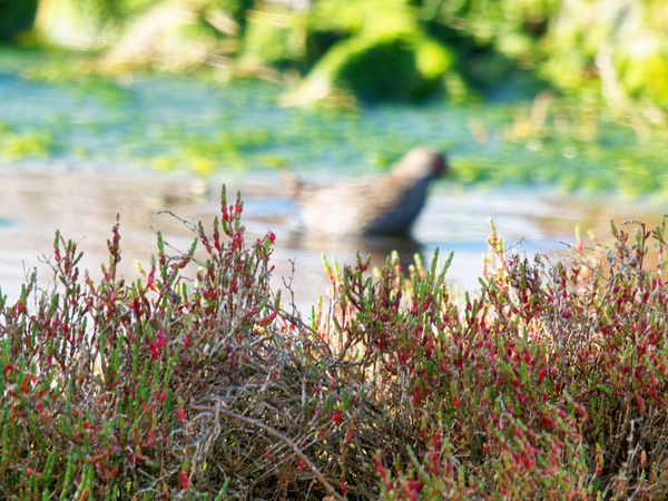https://lemis.nyc3.digitaloceanspaces.com/grog/Photos/20260729/small/Birding-64.jpeg