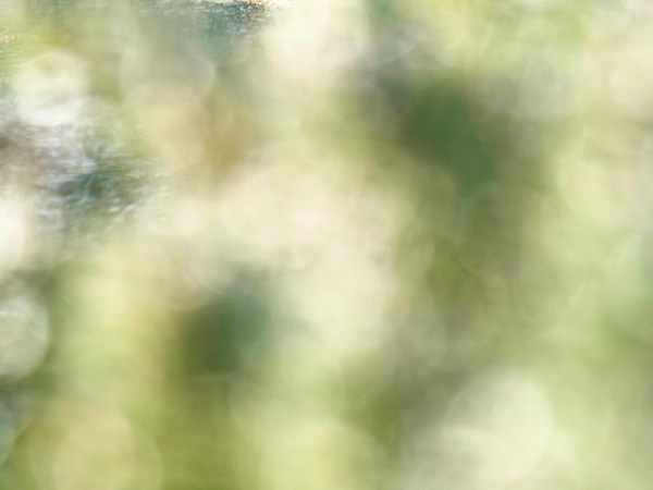https://lemis.nyc3.digitaloceanspaces.com/grog/Photos/20260729/small/Birding-65.jpeg