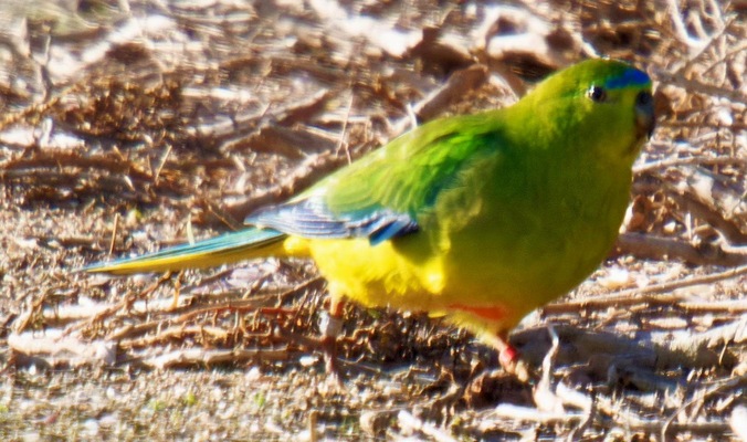 https://lemis.nyc3.digitaloceanspaces.com/grog/Photos/20260729/small/Birding-66-detail.jpeg