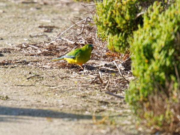 https://lemis.nyc3.digitaloceanspaces.com/grog/Photos/20260729/small/Birding-66.jpeg