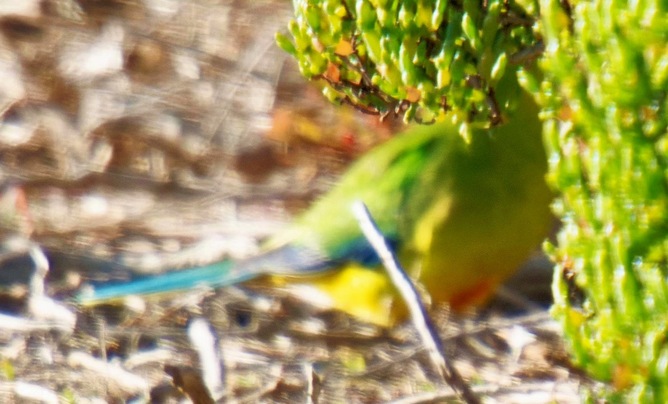 https://lemis.nyc3.digitaloceanspaces.com/grog/Photos/20260729/small/Birding-67-detail.jpeg