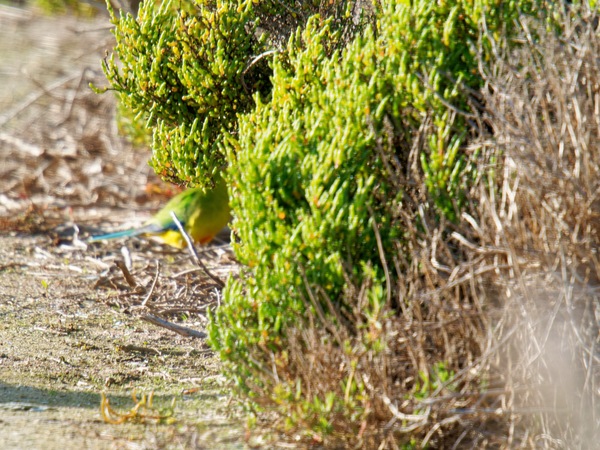 https://lemis.nyc3.digitaloceanspaces.com/grog/Photos/20260729/small/Birding-67.jpeg
