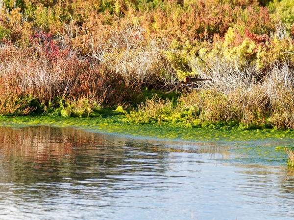 https://lemis.nyc3.digitaloceanspaces.com/grog/Photos/20260729/small/Birding-68.jpeg