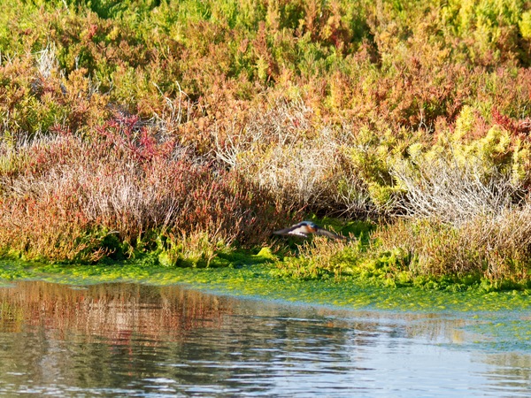https://lemis.nyc3.digitaloceanspaces.com/grog/Photos/20260729/small/Birding-69.jpeg