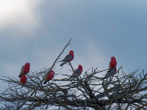 https://lemis.nyc3.digitaloceanspaces.com/grog/Photos/20260729/small/Birding-7.jpeg