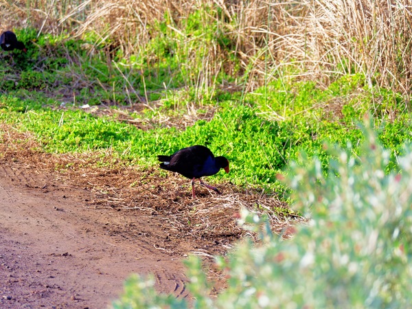 https://lemis.nyc3.digitaloceanspaces.com/grog/Photos/20260729/small/Birding-70.jpeg
