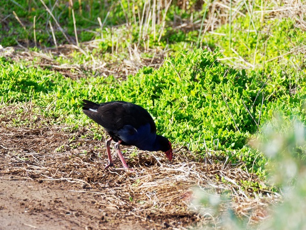 https://lemis.nyc3.digitaloceanspaces.com/grog/Photos/20260729/small/Birding-71.jpeg