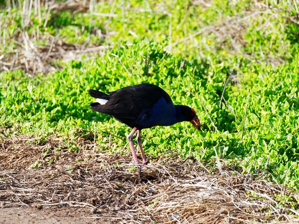 https://lemis.nyc3.digitaloceanspaces.com/grog/Photos/20260729/small/Birding-72.jpeg