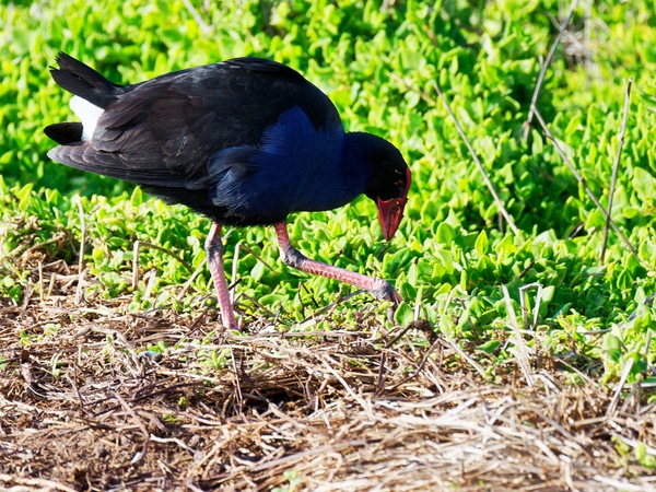 https://lemis.nyc3.digitaloceanspaces.com/grog/Photos/20260729/small/Birding-73.jpeg