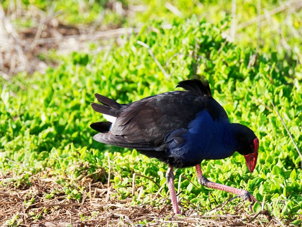 https://lemis.nyc3.digitaloceanspaces.com/grog/Photos/20260729/small/Birding-74.jpeg