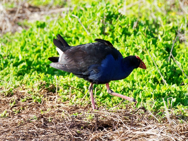 https://lemis.nyc3.digitaloceanspaces.com/grog/Photos/20260729/small/Birding-75.jpeg