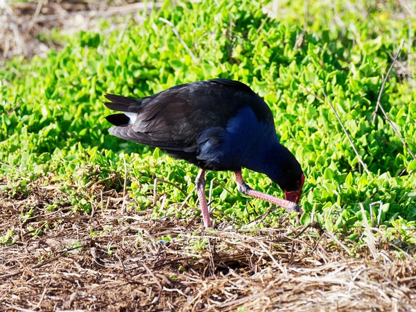 https://lemis.nyc3.digitaloceanspaces.com/grog/Photos/20260729/small/Birding-76.jpeg