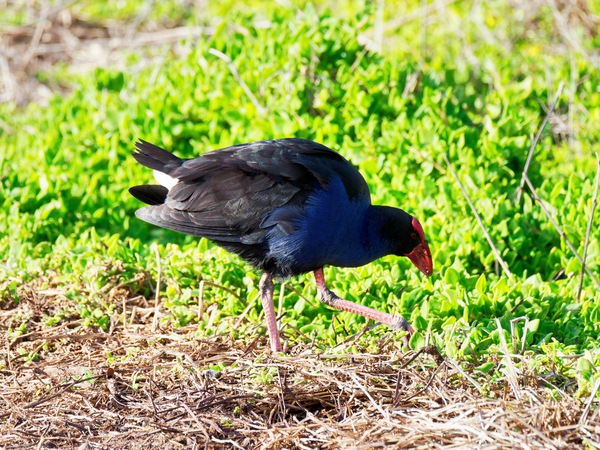 https://lemis.nyc3.digitaloceanspaces.com/grog/Photos/20260729/small/Birding-77.jpeg