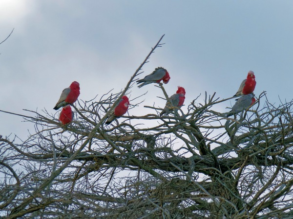 https://lemis.nyc3.digitaloceanspaces.com/grog/Photos/20260729/small/Birding-8.jpeg