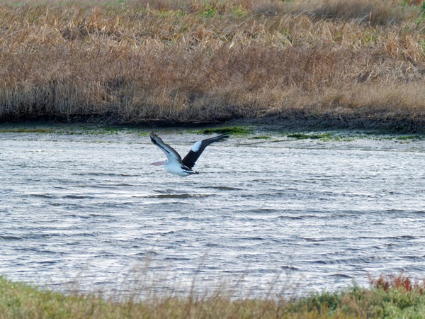 https://lemis.nyc3.digitaloceanspaces.com/grog/Photos/20260729/small/Birding-80.jpeg