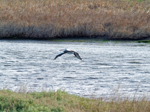https://lemis.nyc3.digitaloceanspaces.com/grog/Photos/20260729/small/Birding-81.jpeg