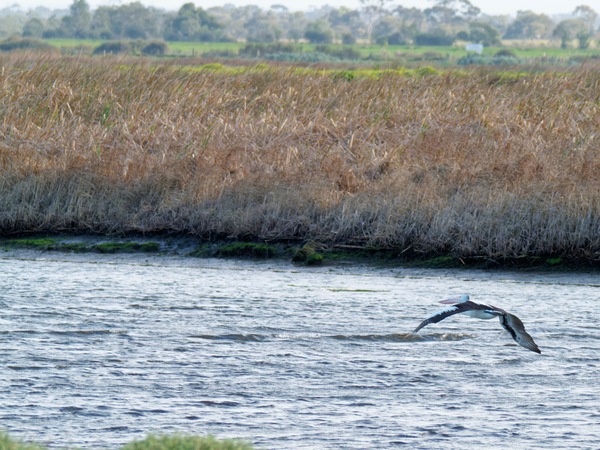 https://lemis.nyc3.digitaloceanspaces.com/grog/Photos/20260729/small/Birding-82.jpeg