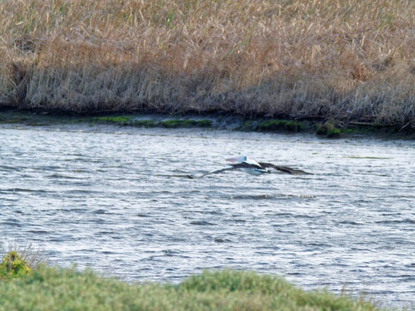 https://lemis.nyc3.digitaloceanspaces.com/grog/Photos/20260729/small/Birding-83.jpeg