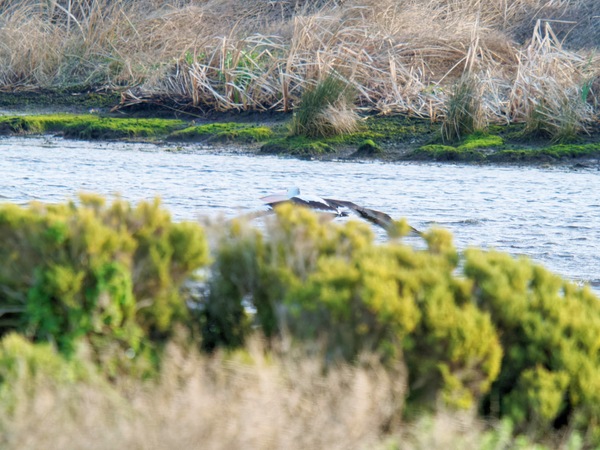 https://lemis.nyc3.digitaloceanspaces.com/grog/Photos/20260729/small/Birding-84.jpeg
