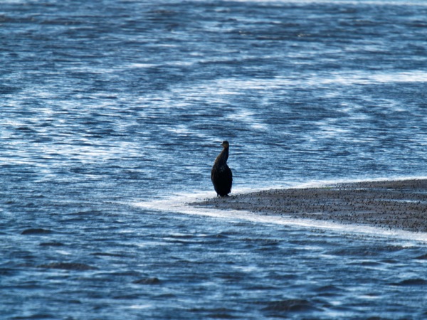 https://lemis.nyc3.digitaloceanspaces.com/grog/Photos/20260729/small/Birding-85.jpeg