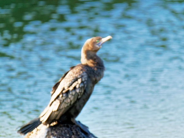 https://lemis.nyc3.digitaloceanspaces.com/grog/Photos/20260729/small/Birding-87.jpeg