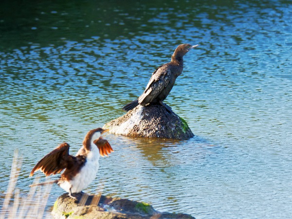 https://lemis.nyc3.digitaloceanspaces.com/grog/Photos/20260729/small/Birding-88.jpeg