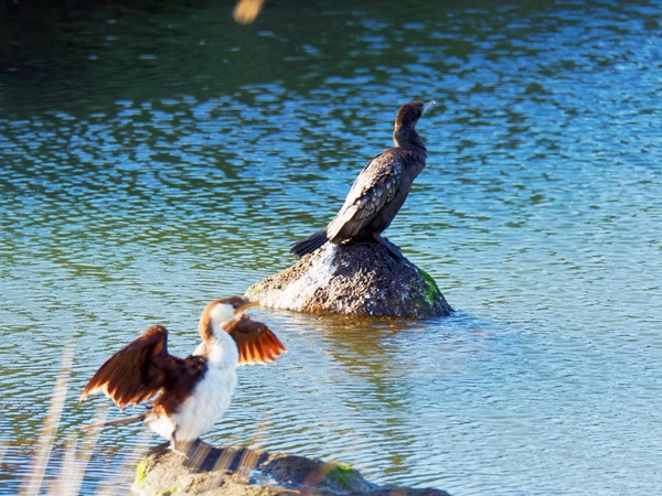 https://lemis.nyc3.digitaloceanspaces.com/grog/Photos/20260729/small/Birding-89.jpeg