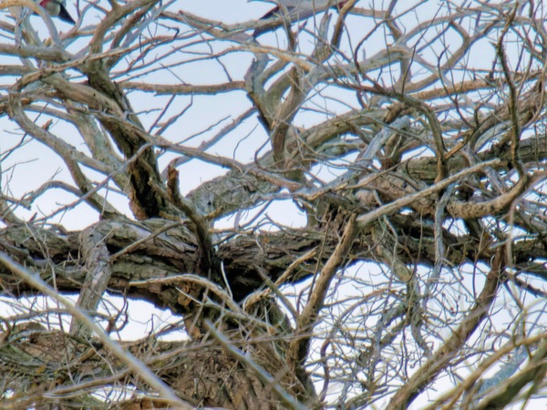 https://lemis.nyc3.digitaloceanspaces.com/grog/Photos/20260729/small/Birding-9.jpeg