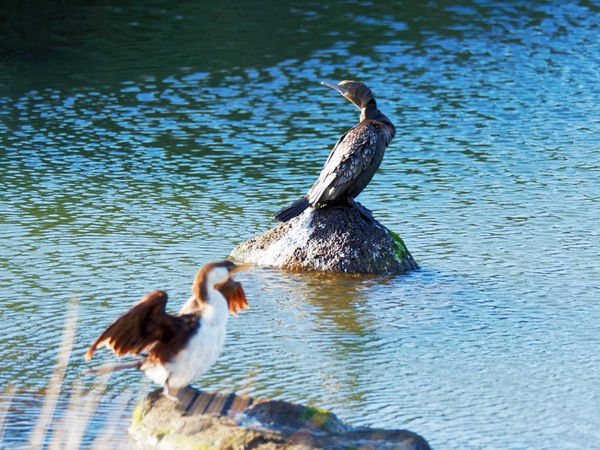 https://lemis.nyc3.digitaloceanspaces.com/grog/Photos/20260729/small/Birding-90.jpeg