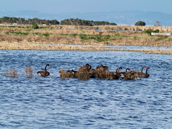 https://lemis.nyc3.digitaloceanspaces.com/grog/Photos/20260729/small/Birding-91.jpeg