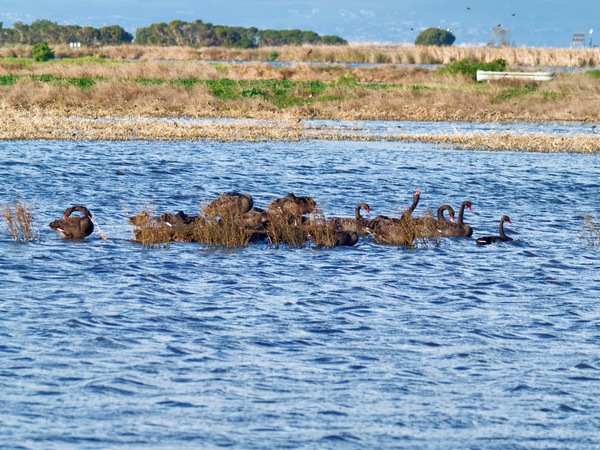 https://lemis.nyc3.digitaloceanspaces.com/grog/Photos/20260729/small/Birding-92.jpeg