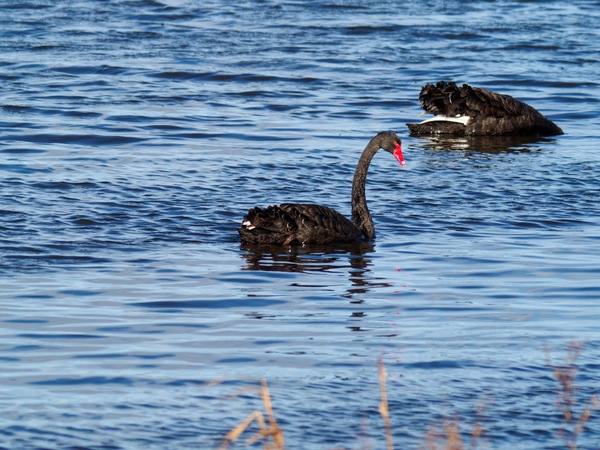 https://lemis.nyc3.digitaloceanspaces.com/grog/Photos/20260729/small/Birding-93.jpeg