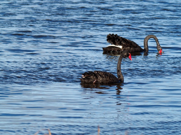 https://lemis.nyc3.digitaloceanspaces.com/grog/Photos/20260729/small/Birding-94.jpeg