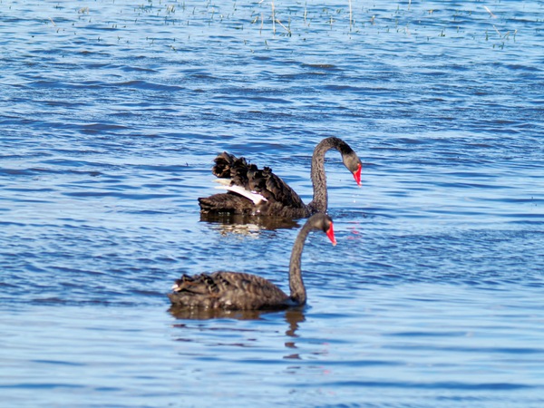 https://lemis.nyc3.digitaloceanspaces.com/grog/Photos/20260729/small/Birding-95.jpeg