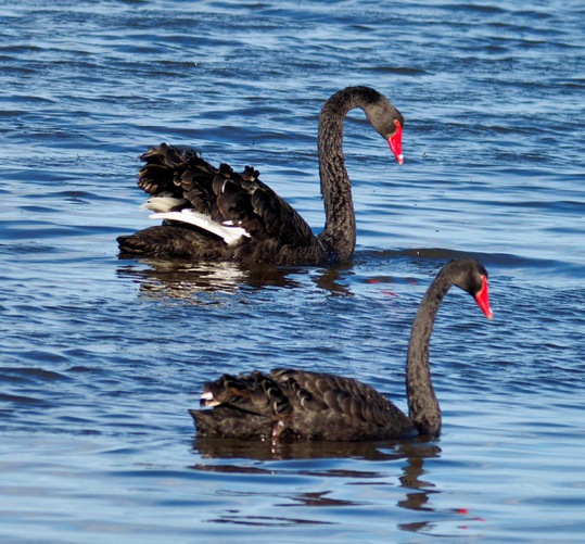https://lemis.nyc3.digitaloceanspaces.com/grog/Photos/20260729/small/Birding-96-detail.jpeg