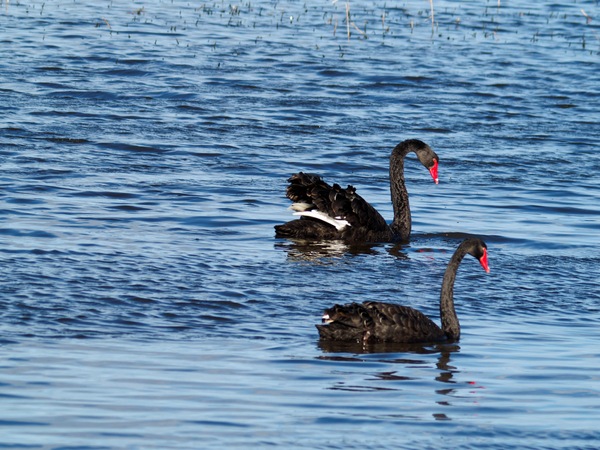 https://lemis.nyc3.digitaloceanspaces.com/grog/Photos/20260729/small/Birding-96.jpeg