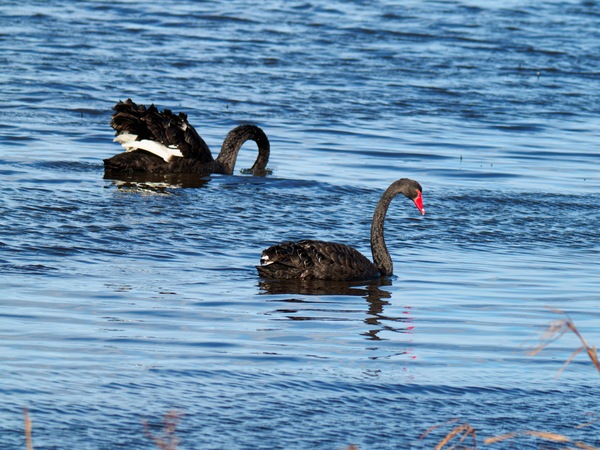 https://lemis.nyc3.digitaloceanspaces.com/grog/Photos/20260729/small/Birding-97.jpeg