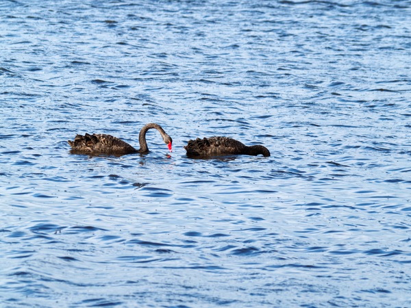 https://lemis.nyc3.digitaloceanspaces.com/grog/Photos/20260729/small/Birding-98.jpeg
