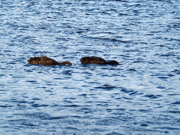 https://lemis.nyc3.digitaloceanspaces.com/grog/Photos/20260729/small/Birding-99.jpeg