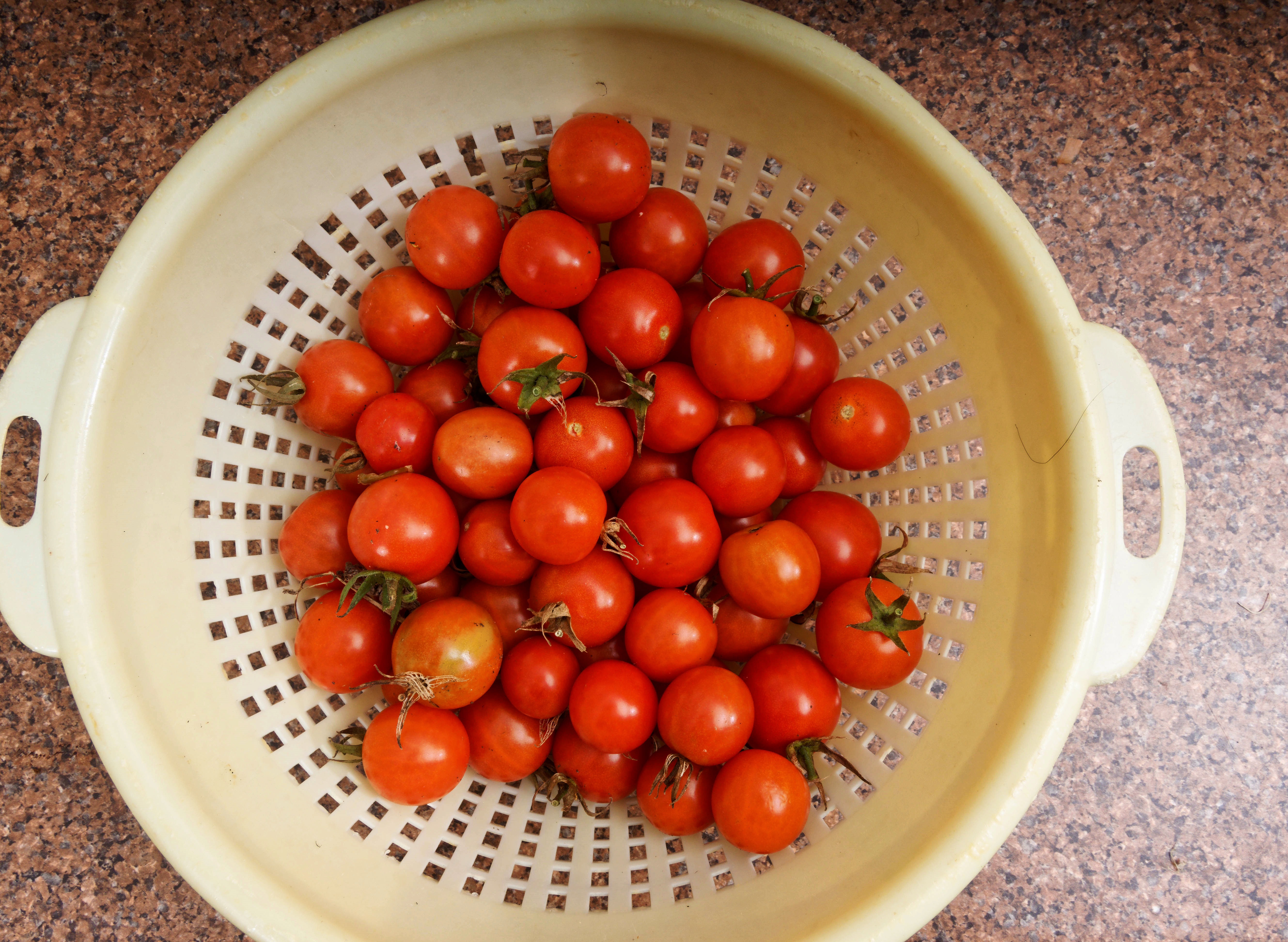 https://lemis.nyc3.digitaloceanspaces.com/grog/Photos/20260803/big/Tomatoes.jpeg