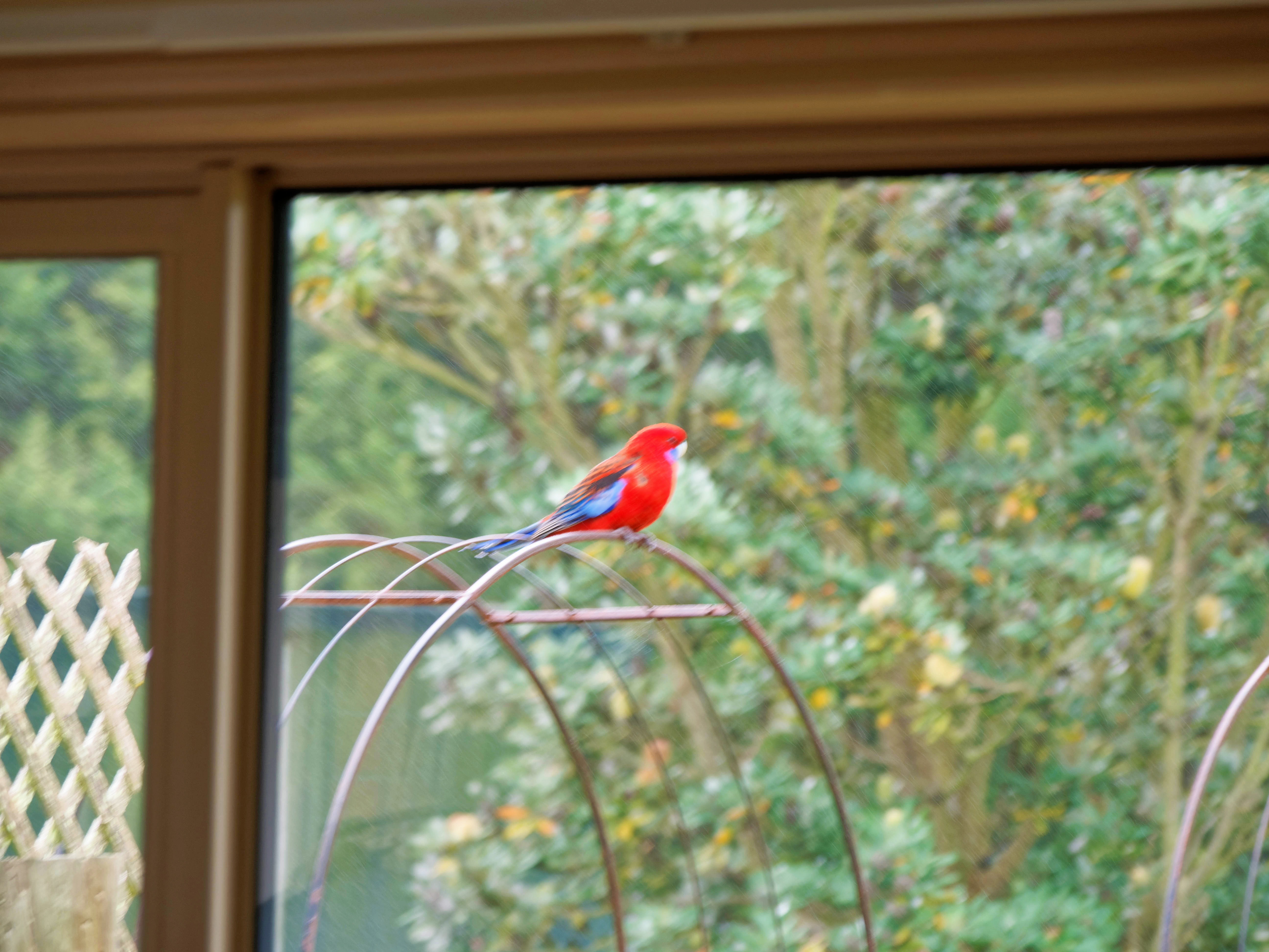 https://lemis.nyc3.digitaloceanspaces.com/grog/Photos/20260809/big/Rosella-1.jpeg
