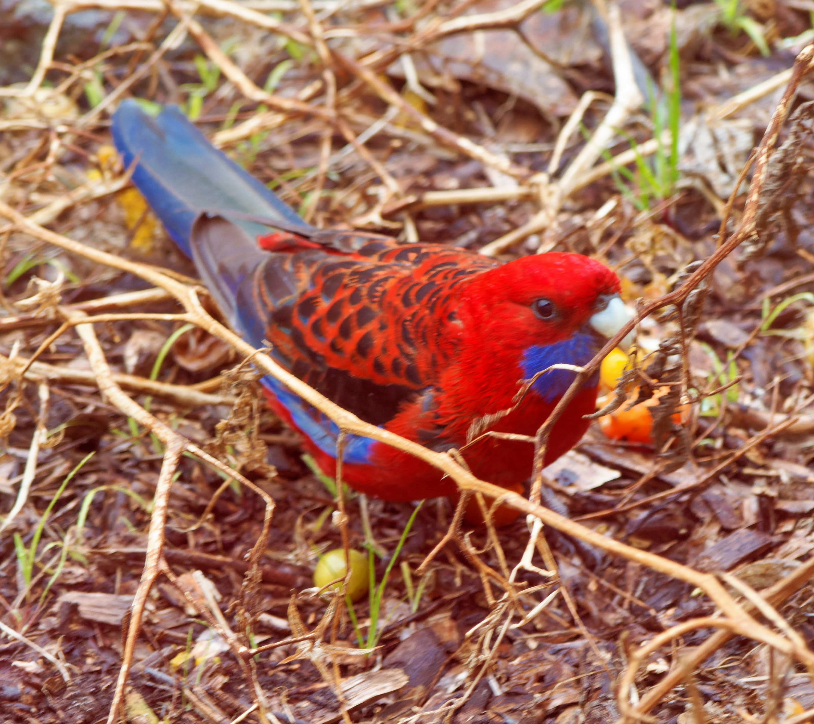 https://lemis.nyc3.digitaloceanspaces.com/grog/Photos/20260809/big/Rosella-13.jpeg