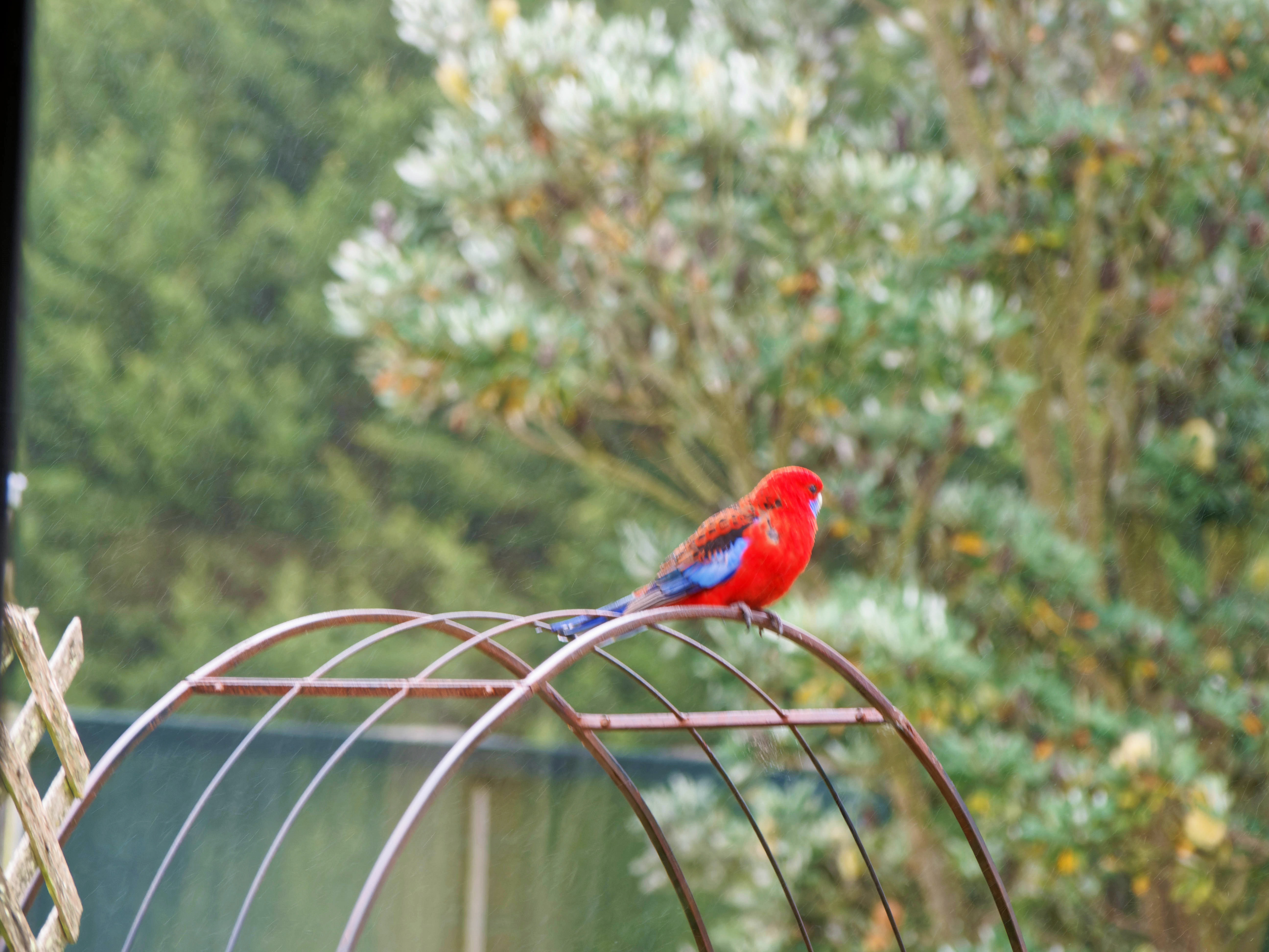 https://lemis.nyc3.digitaloceanspaces.com/grog/Photos/20260809/big/Rosella-2.jpeg