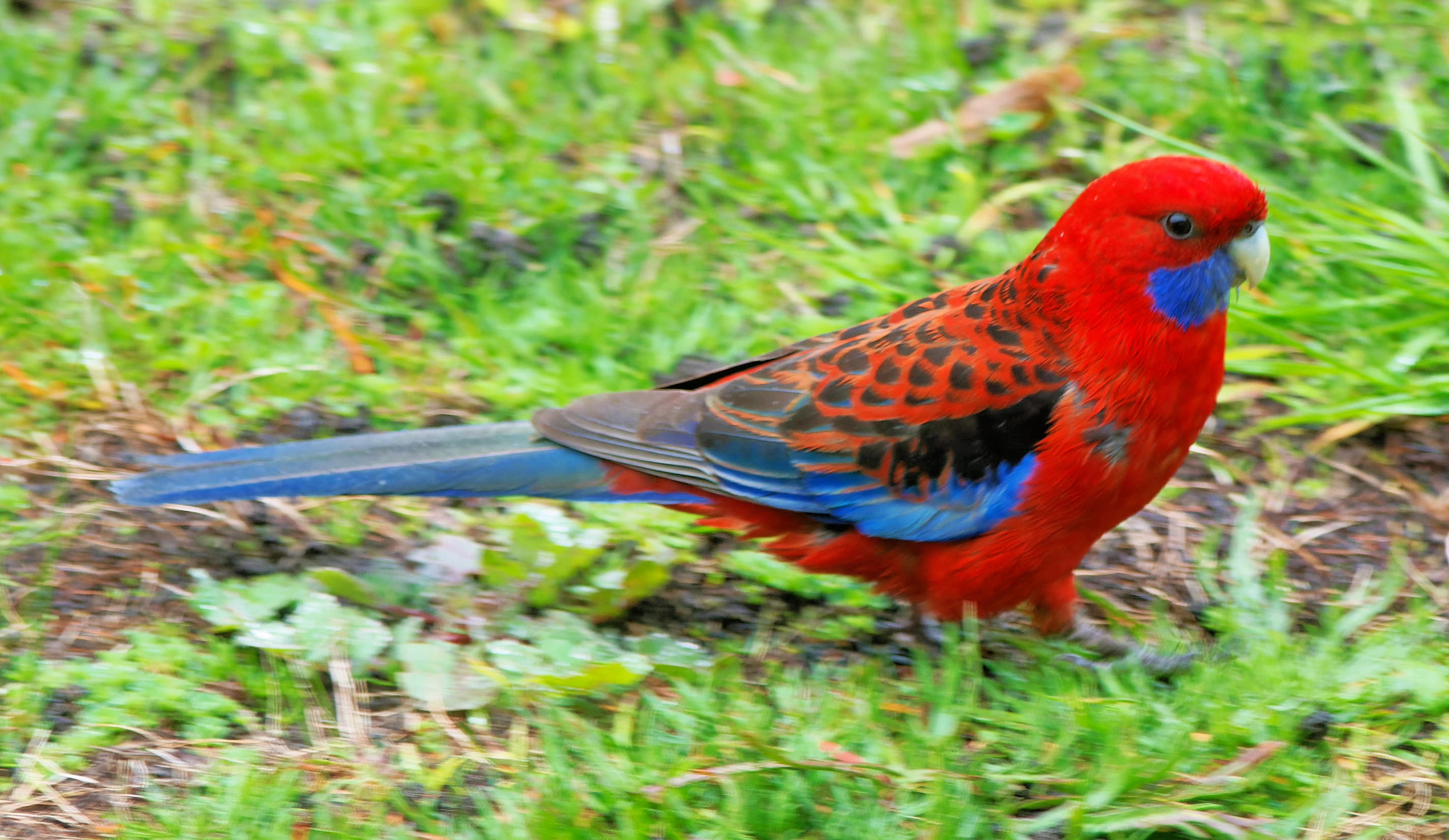 https://lemis.nyc3.digitaloceanspaces.com/grog/Photos/20260809/big/Rosella-8.jpeg