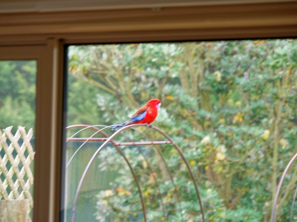 https://lemis.nyc3.digitaloceanspaces.com/grog/Photos/20260809/small/Rosella-1.jpeg