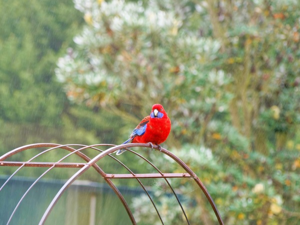 https://lemis.nyc3.digitaloceanspaces.com/grog/Photos/20260809/small/Rosella-3.jpeg